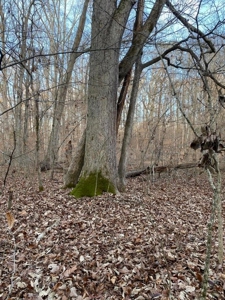 41 Unrestricted and Surveyed Acres in Surgoinsville, TN - image 35