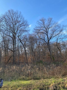41 Unrestricted and Surveyed Acres in Surgoinsville, TN - image 12