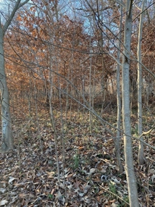 41 Unrestricted and Surveyed Acres in Surgoinsville, TN - image 11