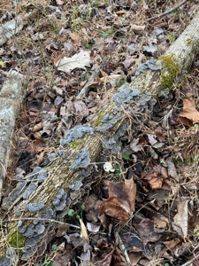41 Unrestricted and Surveyed Acres in Surgoinsville, TN - image 39