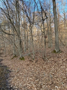 41 Unrestricted and Surveyed Acres in Surgoinsville, TN - image 17