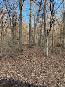 41 Unrestricted and Surveyed Acres in Surgoinsville, TN - image 30
