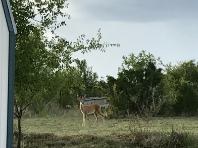 Mertzon, Texas Horse and Hunting Property near San Angelo - image 21