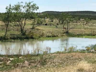 Mertzon, Texas Horse and Hunting Property near San Angelo - image 23