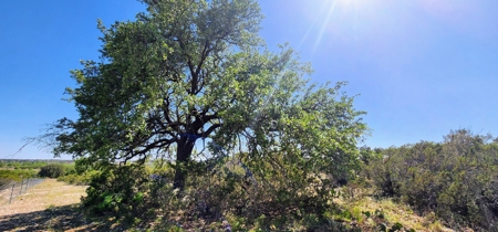 Mertzon, Texas Horse and Hunting Property near San Angelo - image 42