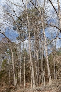 D'Arbonne 166 - image 19