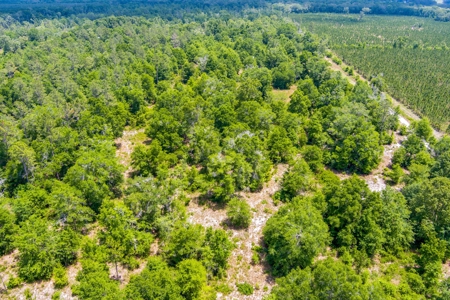 Acres For Sale In Suwannee County !!! - image 14