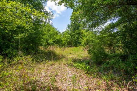 Acres For Sale In Suwannee County !!! - image 3