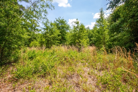 Acres For Sale In Suwannee County !!! - image 6