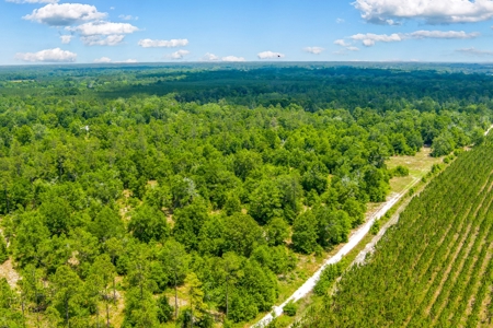 Acres For Sale In Suwannee County !!! - image 13