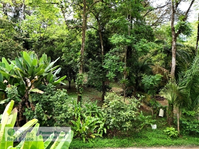 Titled Lot for Sale, Bluff Beach, Bocas del Toro - image 3
