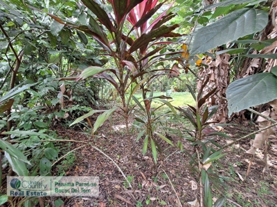 Titled Lot for Sale, Bluff Beach, Bocas del Toro - image 11