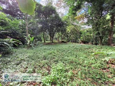 Titled Lot for Sale, Bluff Beach, Bocas del Toro - image 12