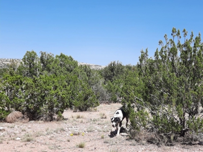 38+ acre off grid Northern AZ Property - image 11