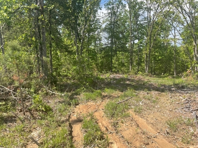 80 Acres in Texas County Missouri - image 5