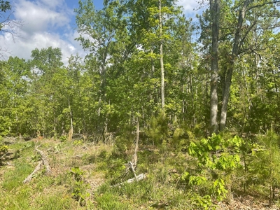80 Acres in Texas County Missouri - image 10