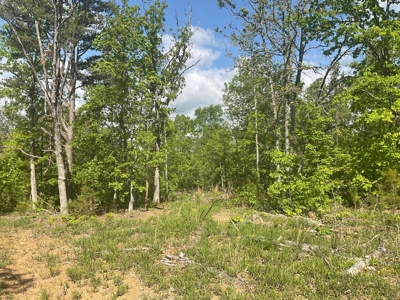 80 Acres in Texas County Missouri - image 7