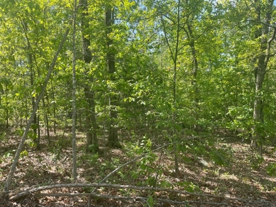 80 Acres in Texas County Missouri - image 13