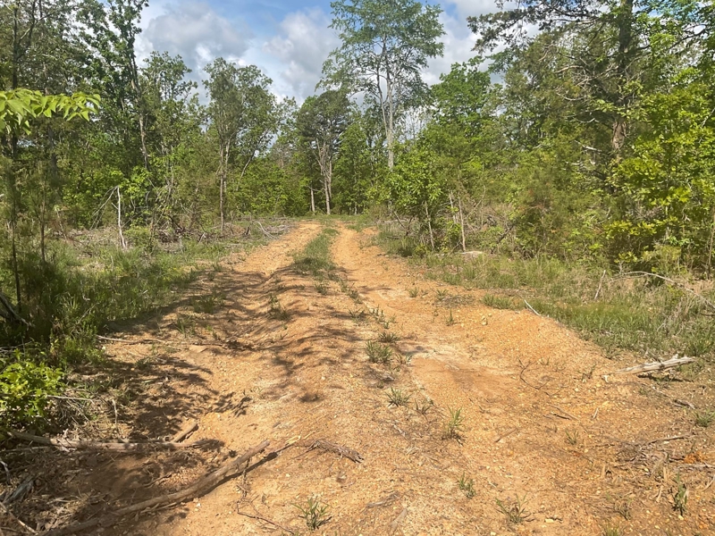 lane into woodland