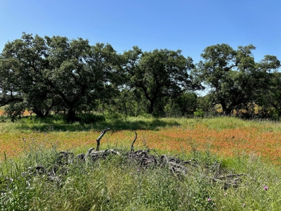 Lot 1079 at The Hideout Golf Resort at Lake Brownwood, TX - image 13