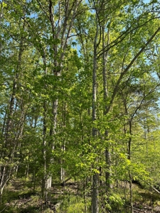 114 Acres: Serene Lunenburg Escape, VA - image 4