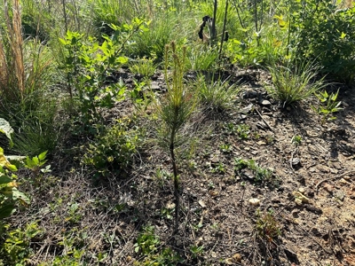 114 Acres: Serene Lunenburg Escape, VA - image 15