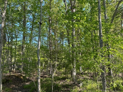 114 Acres: Serene Lunenburg Escape, VA - image 6