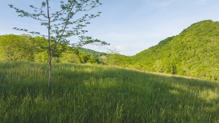 5.09 Unrestricted and Surveyed Riverfront Acres For Sale - image 4