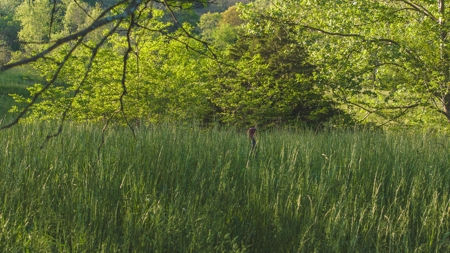 5.09 Unrestricted and Surveyed Riverfront Acres For Sale - image 3