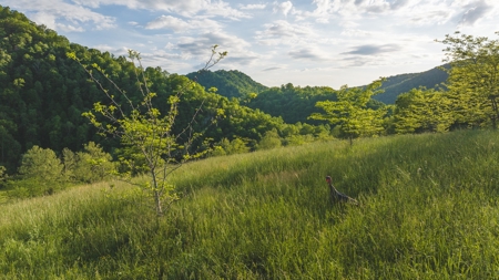 5.25 Surveyed, Unrestricted Riverfront Acres for sale - image 3