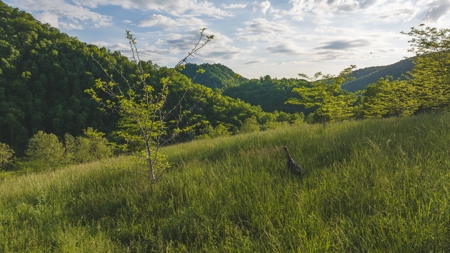 5.25 Surveyed, Unrestricted Riverfront Acres for sale - image 4