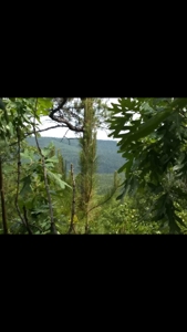 Land for Sale Southeast Oklahoma- Latimer County - Oklahoma - image 8