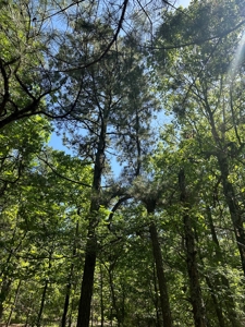 Land for Sale Southeast Oklahoma- Latimer County - Oklahoma - image 2