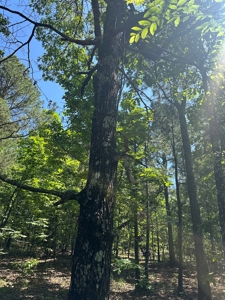 Land for Sale Southeast Oklahoma- Latimer County - Oklahoma - image 5