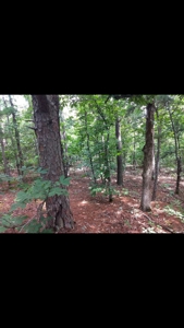 Land for Sale Southeast Oklahoma- Latimer County - Oklahoma - image 7