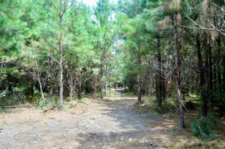 Riverfront Pine Timberland for sale in Pike County MS - image 7