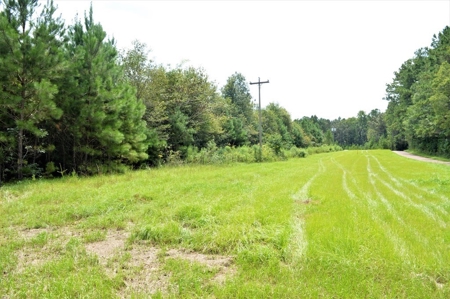 Riverfront Pine Timberland for sale in Pike County MS - image 5