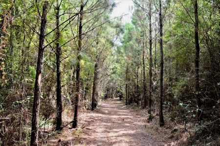 Riverfront Pine Timberland for sale in Pike County MS - image 6