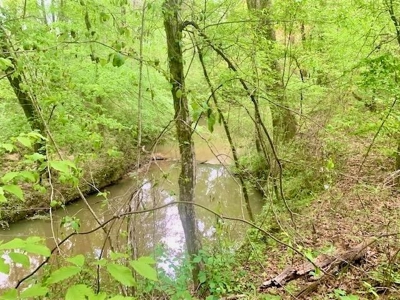 Riverfront Pine Timberland for sale in Pike County MS - image 8
