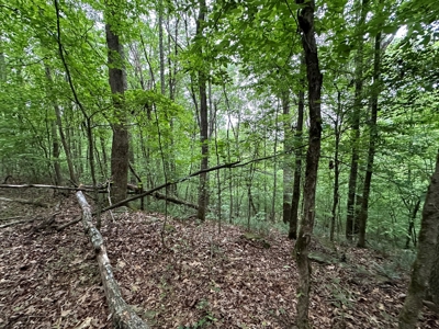 153+/- Acres with Home and Shop For Sale in Pangburn, AR - image 46
