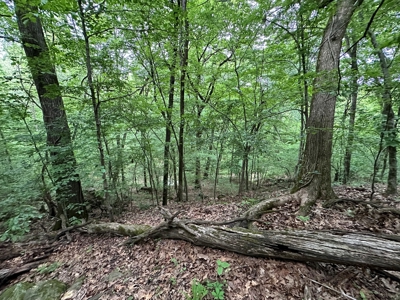 153+/- Acres with Home and Shop For Sale in Pangburn, AR - image 44