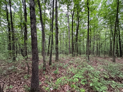 153+/- Acres with Home and Shop For Sale in Pangburn, AR - image 49