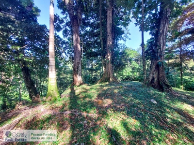 Affordable Titled Lot with Elevation on Isla Solarte - image 5