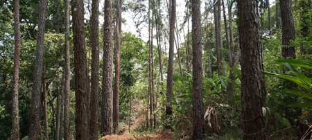 4-Hectare Farm in Las Minas, Herrera - image 28
