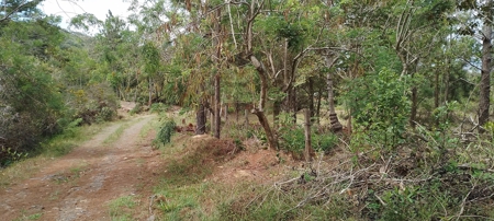 4-Hectare Farm in Las Minas, Herrera - image 9