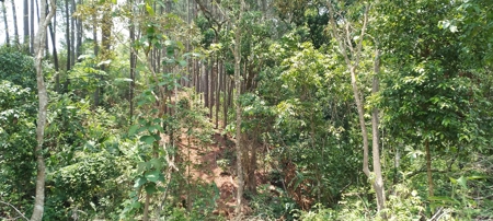 4-Hectare Farm in Las Minas, Herrera - image 17