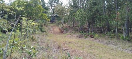 4-Hectare Farm in Las Minas, Herrera - image 4