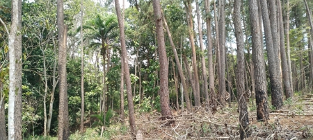 4-Hectare Farm in Las Minas, Herrera - image 11