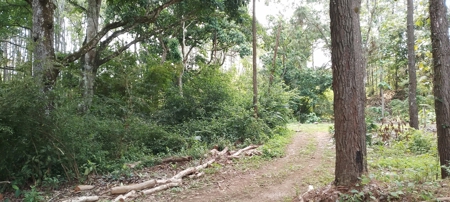 4-Hectare Farm in Las Minas, Herrera - image 10