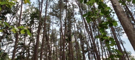 4-Hectare Farm in Las Minas, Herrera - image 30